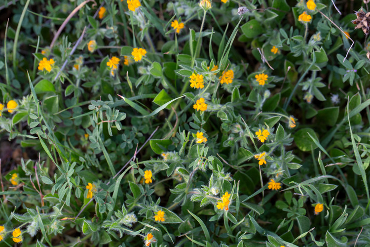 poison-plants-cyanogenic-glycosides